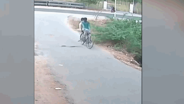 A snake bursts out of the bushes and charges directly at the bike.