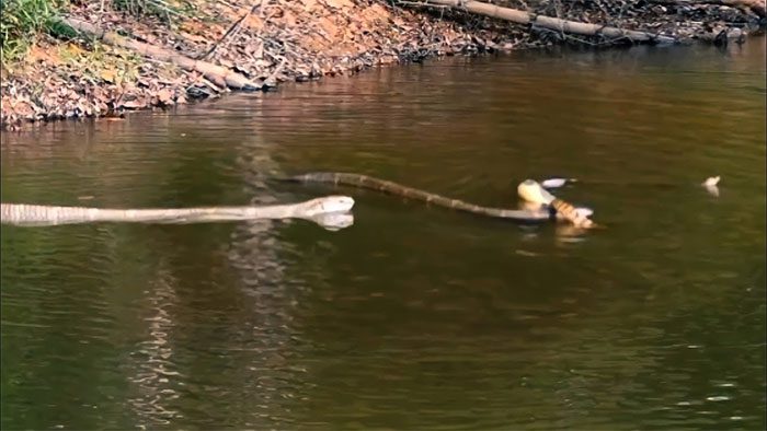 The rat snake escapes from the cobra and dives into the water to hide.