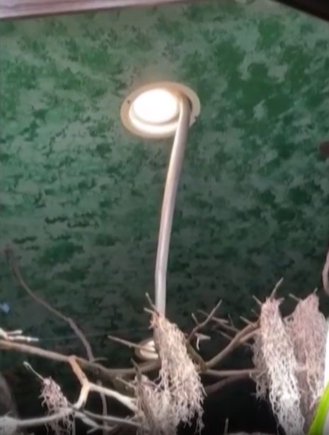 King Cobra Houdini managed to escape in just a few days.