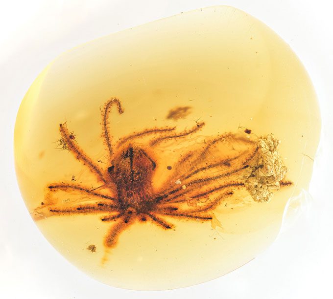 ho phach Eophylica pricatellata