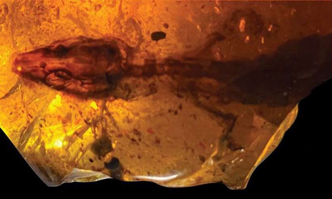 Retinosaurus hkamtiensis lizard trapped in amber.