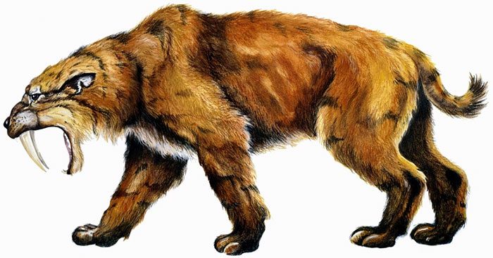 Saber-toothed cats had thick fur like a bear, with a slightly yellowish beige color like lions.