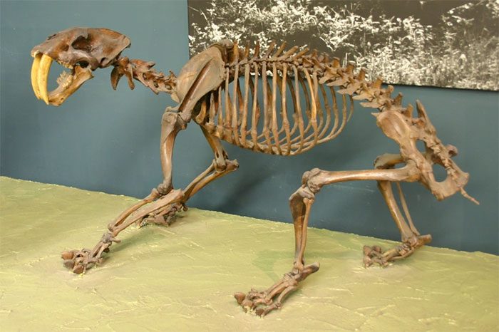 Fossil of saber-toothed cat at the National Museum of Natural History