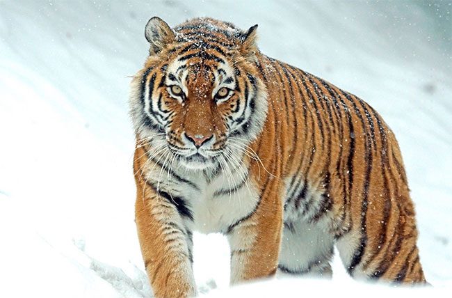 Siberian Tiger