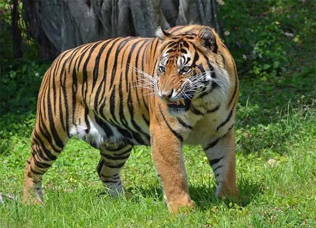 Sumatran Tiger