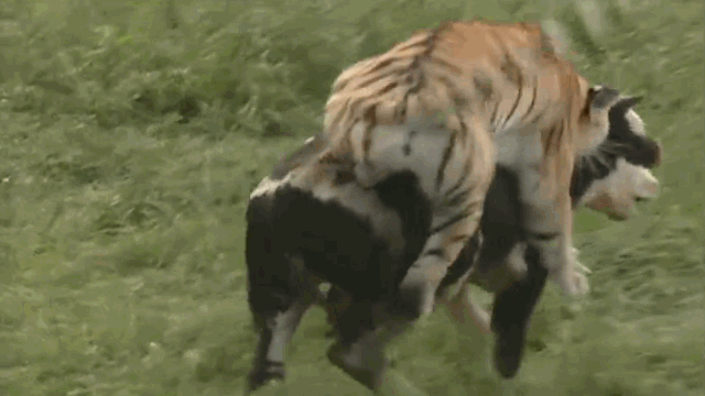 The tiger struggles to leap onto the back of its prey.