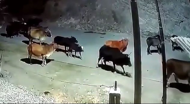 The herd of cows was attacked by a tiger while on their way home.