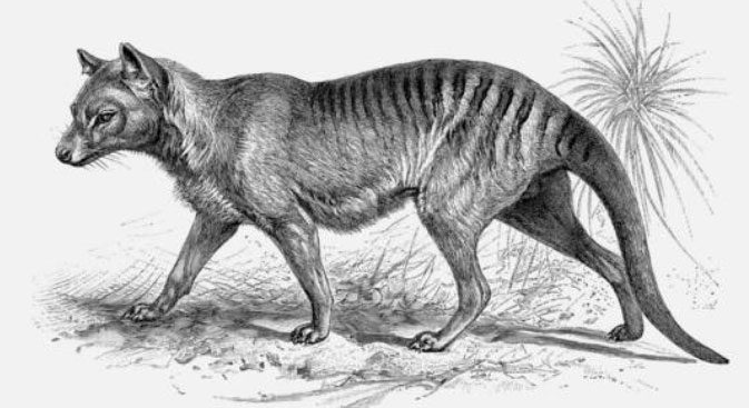Illustration of the Tasmanian tiger.