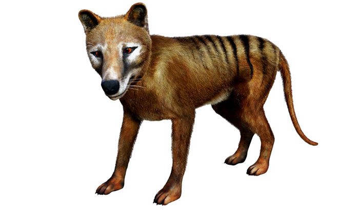 Tasmanian Tiger