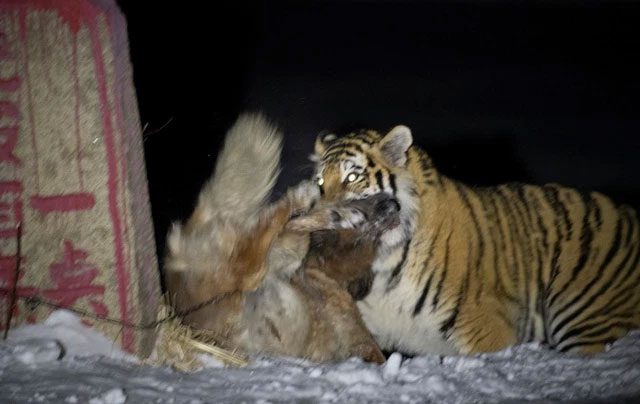 Amur tigers need a large amount of food, so they often prioritize hunting large prey.