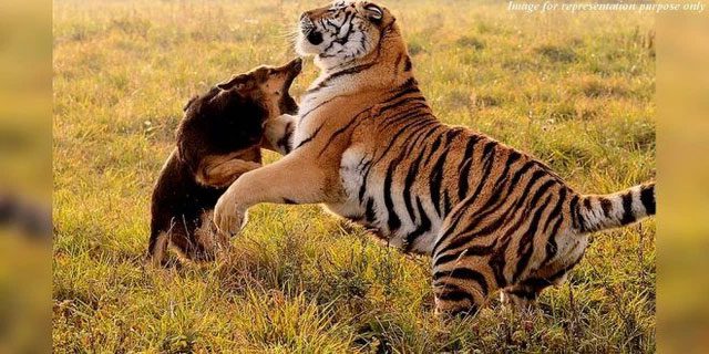 When tigers descend from the mountains into the village, dogs are the first to detect and bark to alert everyone.