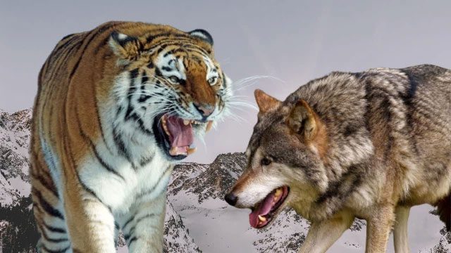 Due to mass killings of Siberian tigers by humans, their numbers decreased sharply.