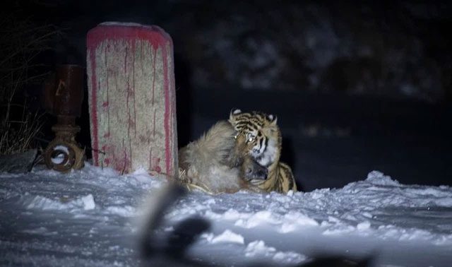 Dogs often become the first prey of tigers after they descend from the mountains into the village.
