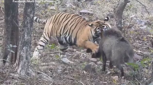 The tiger grips the neck of the Indian wild boar.