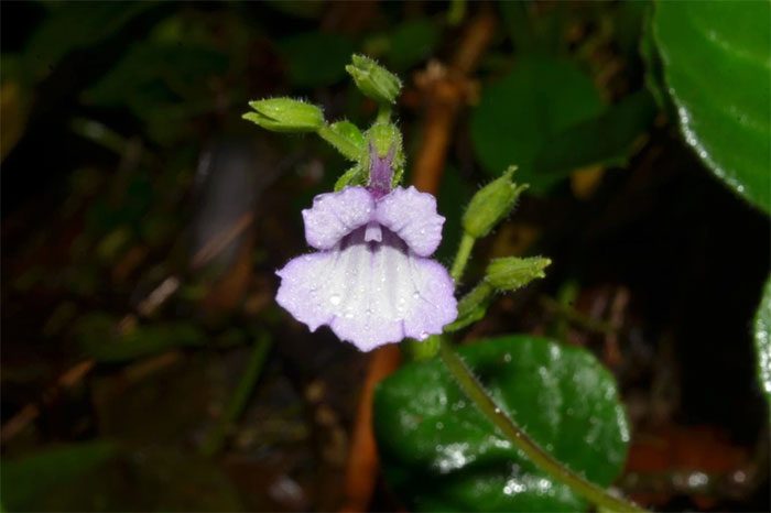 This extremely beautiful flower is considered near threatened according to the IUCN Red List criteria.