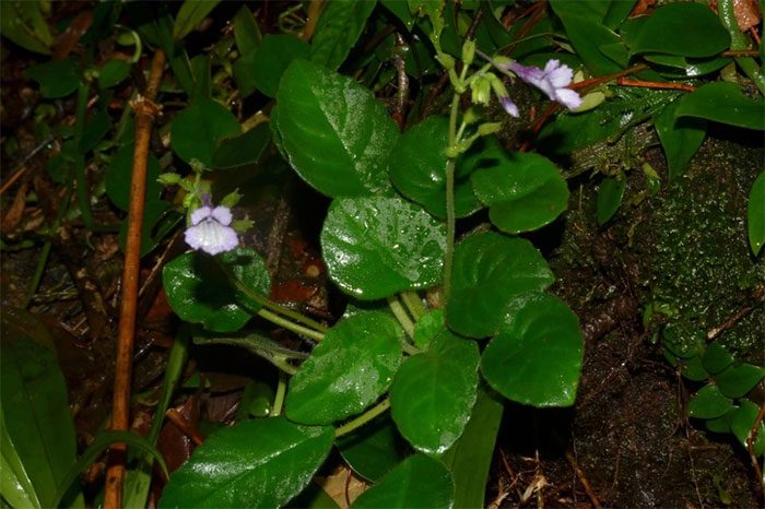 Deinostigma serratum F.Wen, L.N.Tuan & D.Dien in nature.