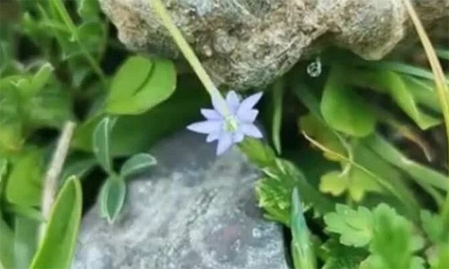 Gentiana flowers quickly close when affected by humans and insects.