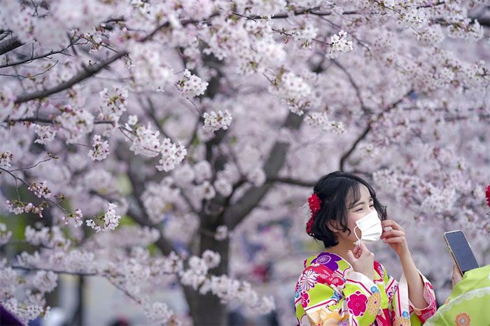 Cherry blossoms in Tokyo this year bloomed from March 27, four days earlier than usual.