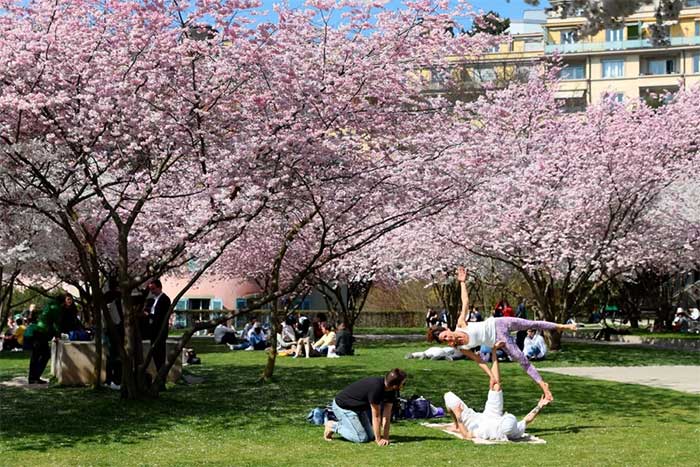 People also gathered to enjoy cherry blossom season in Switzerland