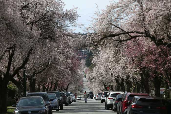 Cherry blossoms blooming along a street in Vancouver, Canada, on March 24.