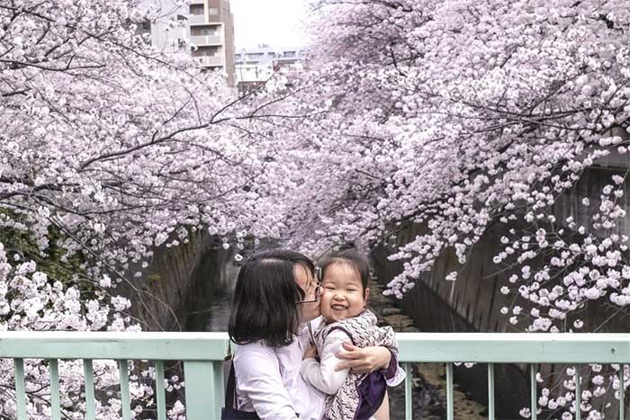 A bridge over the Edo River surrounded by cherry trees in Tokyo