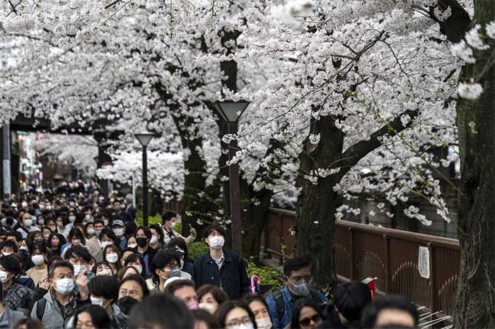 Japanese people gathering under the cherry blossom trees along the Meguro River in Tokyo
