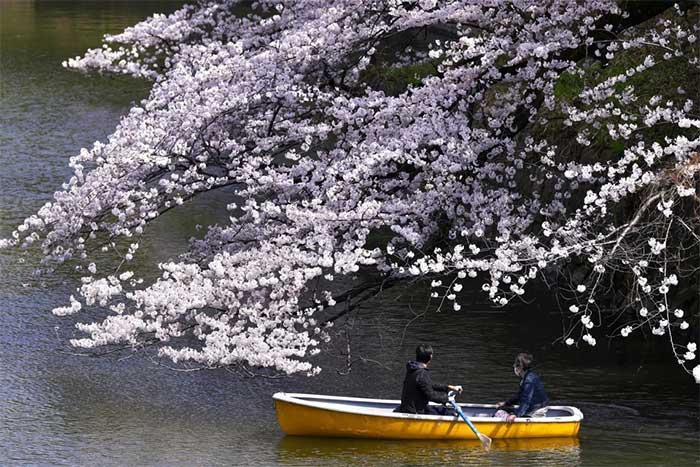 Many people choose to row boats in Chidorigafuchi Park