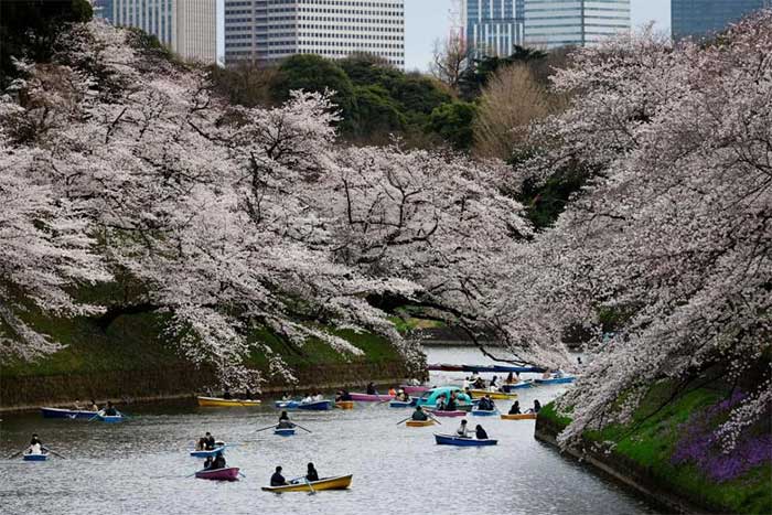 People rowing beside blooming cherry blossoms at Chidorigafuchi Park in Tokyo
