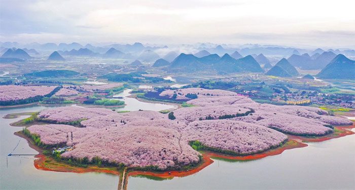 Meanwhile, in a garden in southwestern China, cherry blossoms are also in full bloom.
