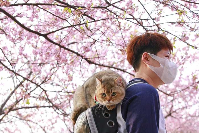 In Nanjing, China, many people brought their pets to enjoy the cherry blossoms.