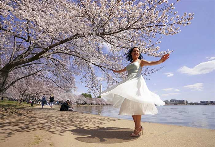 On the other side of the globe, Americans are also enjoying the beauty of cherry blossom season.