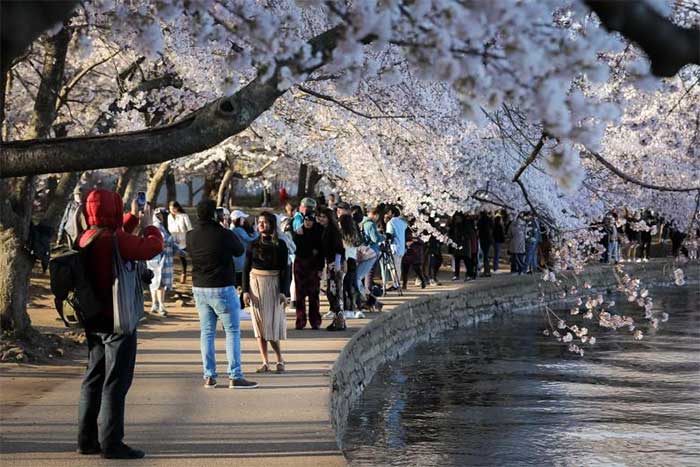 Many people gathered along the Tidal Basin in Washington to take pictures