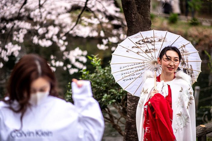 A woman in traditional attire posing for a photo among blooming cherry blossoms