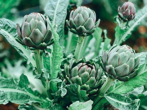 Artichoke helps detoxify the liver.
