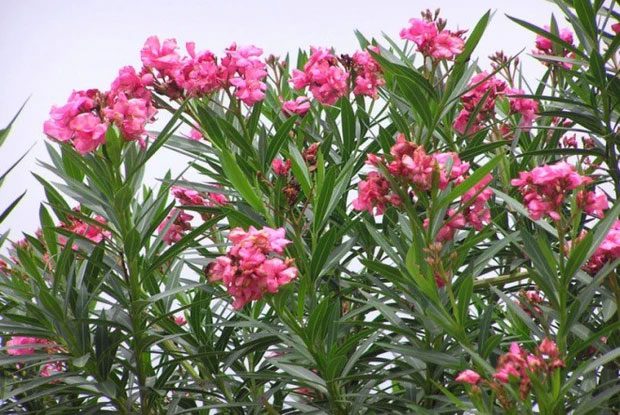 Oleander