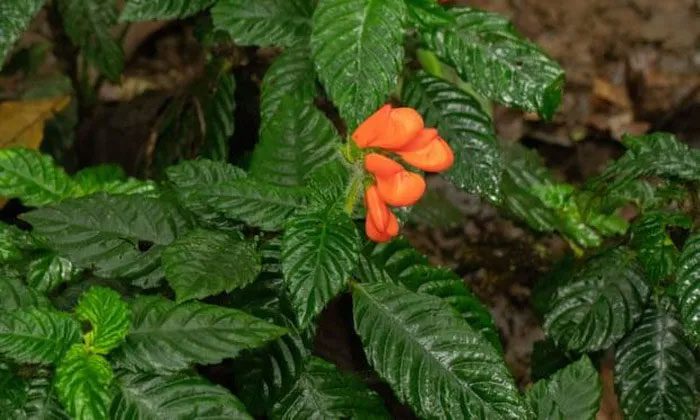 The wildflower Gasteranthus extincus.