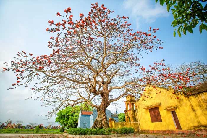The silk cotton tree near the gate of the Dinh Ngai cultural historical site, Thai Binh.