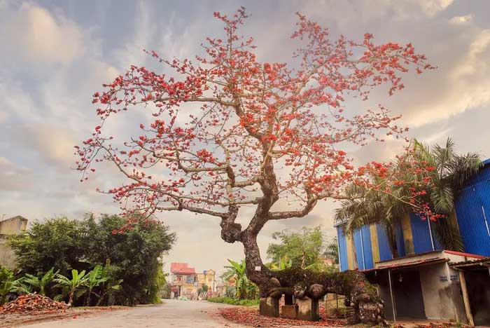 This ancient silk cotton tree is located right at the entrance of the Thái Thịnh Secondary School, Thái Thụy District, Thai Binh Province.