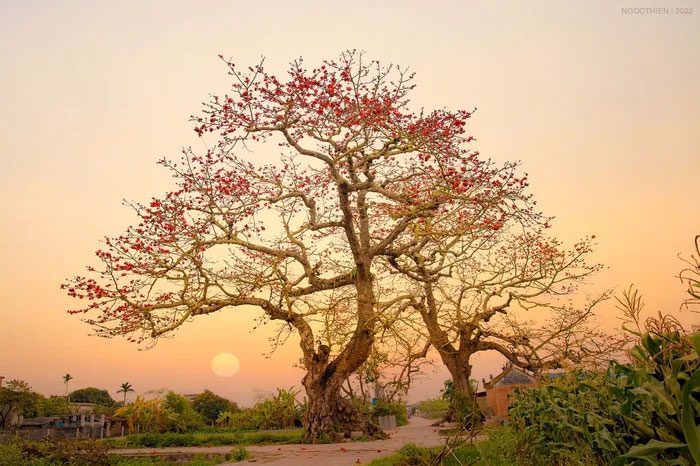 The twin silk cotton tree next to Dinh Quan, Quang Binh commune, Kien Xuong, Thai Binh.