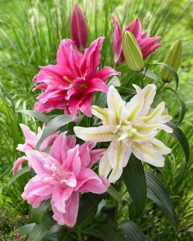 Lily