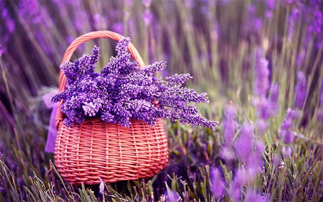 Lavender
