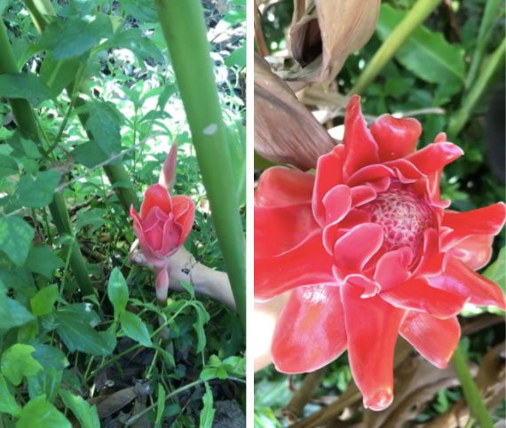The rare flower peeking out from deep within the bushes, its beauty is simply stunning.