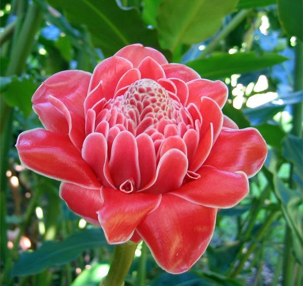 Avalokiteshvara Lotus