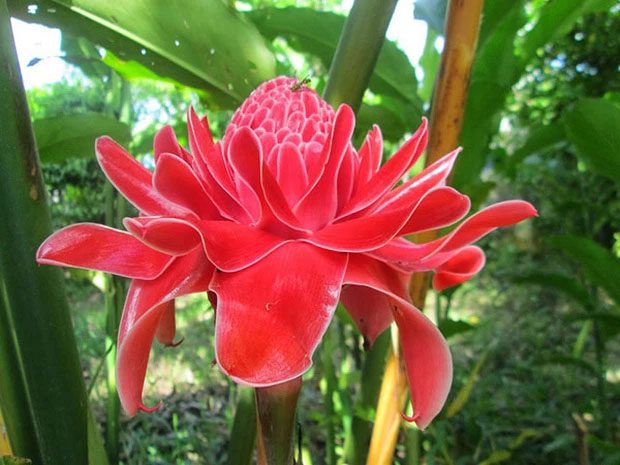 This flower has a name and beauty very suitable for the early days of the New Year.