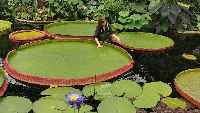 177-year-old giant water lily in England.