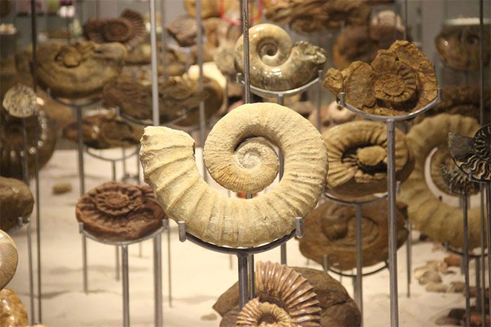Many fossil specimens found around the world displayed at the exhibition.