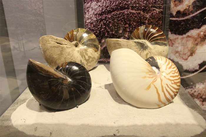 Many fossils with unique colors.