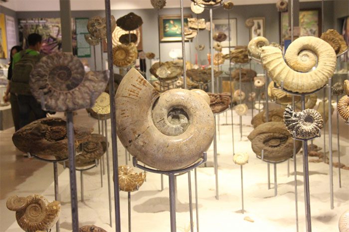 Fossils with unique shapes.