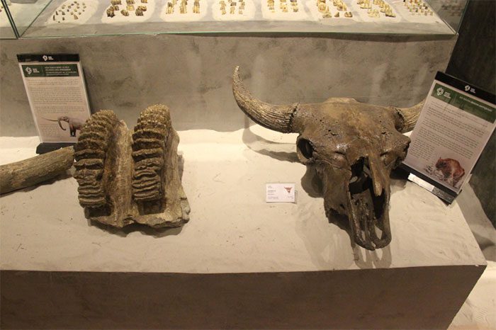 Fossil of an ancient Bison.