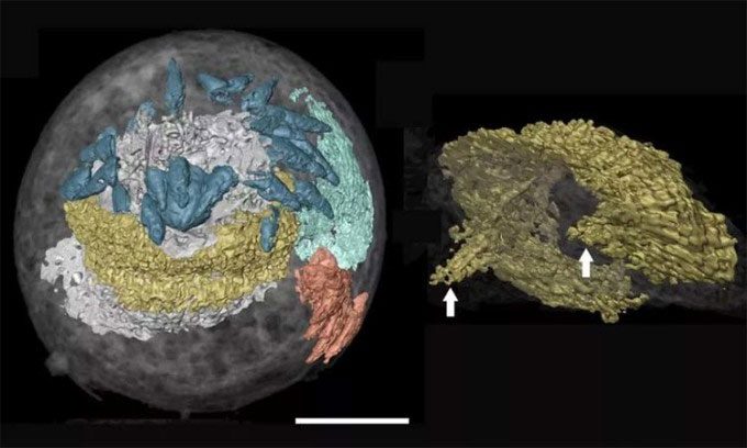 The brain tissue (yellow) in a fossilized embryo from the Cambrian period